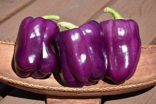 purple bell peppers